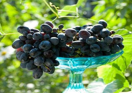 العنب لعلاج مرض العصر