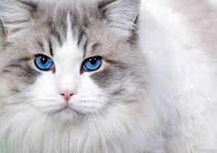 لماذا تعتبر  أطعمة الحيوانات الأليفة "خطر" على الصحة العامة؟