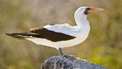 الحب يحاصر الطائر "نايجل" ويودي بحياته