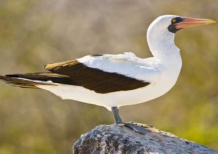 الحب يحاصر الطائر "نايجل" ويودي بحياته