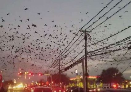 طيور سوداء تغطي سماء تكساس (فيديو)