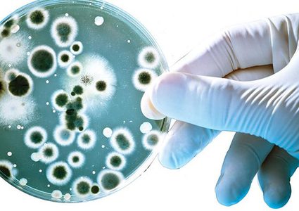 الالتهاب.. معركة تحت عدسة المجهر