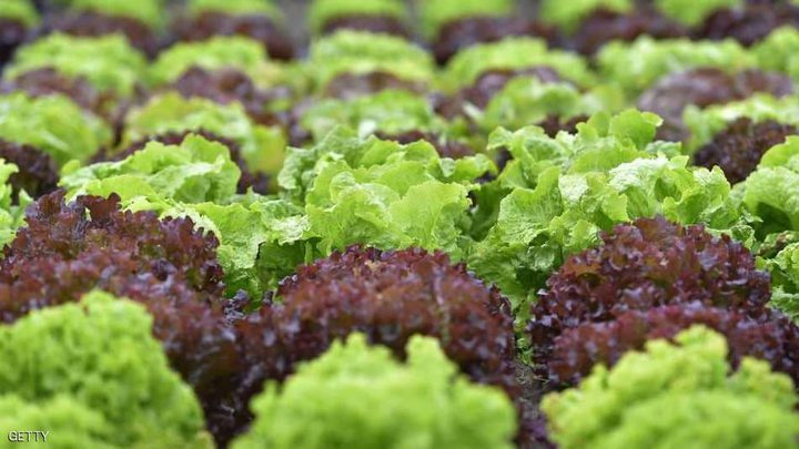 لماذا يجب الحذر من تناول الخس الروماني؟