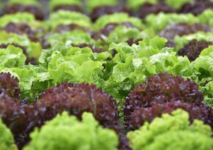 لماذا يجب الحذر من تناول الخس الروماني؟