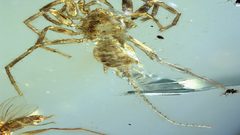 مخلوق يشبه العنكبوت يثير دهشة العلماء