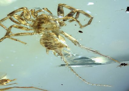 مخلوق يشبه العنكبوت يثير دهشة العلماء