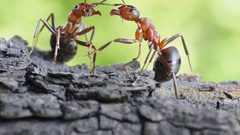 هل يصبح النمل مصدراً للأدوية في المستقبل؟