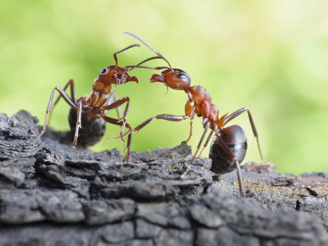 هل يصبح النمل مصدراً للأدوية في المستقبل؟