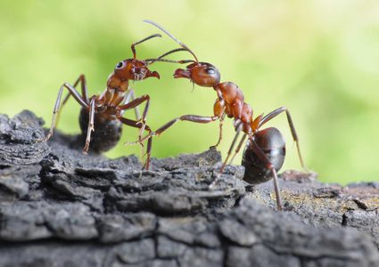 هل يصبح النمل مصدراً للأدوية في المستقبل؟