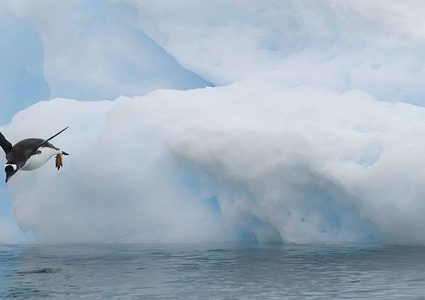 علماء روس يبحثون عن الحياة في القطب الجنوبي