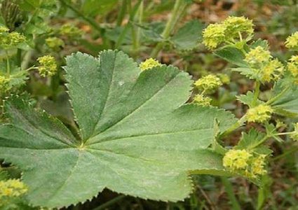 دواء طبيعي لعلاج الهربس