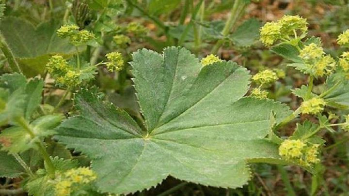 دواء طبيعي لعلاج الهربس