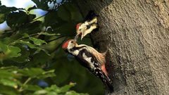 لماذا "يعزف" نقّار الخشب ألحانه على الأشجار؟