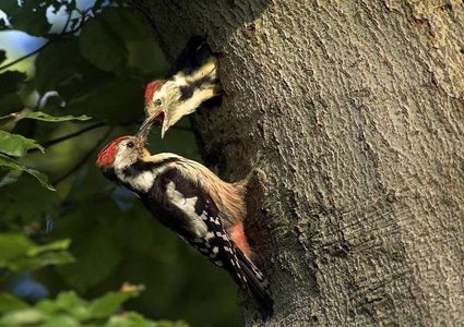 لماذا "يعزف" نقّار الخشب ألحانه على الأشجار؟