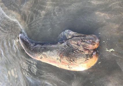 وحش غريب بلا عيون على سواحل استراليا