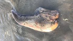 وحش غريب بلا عيون على سواحل استراليا