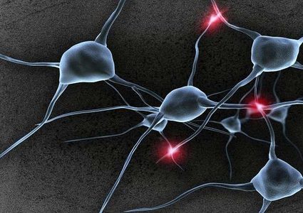 علماء يرصدون تشكل خلايا الدماغ