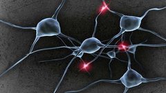 علماء يرصدون تشكل خلايا الدماغ