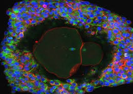 إنماء بويضات بشرية في المختبر لأول مرة