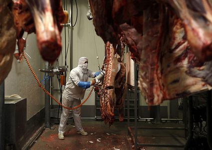 بعد قانون المحرقة .... بولندا تحظر الشريعة الغذائية اليهودية