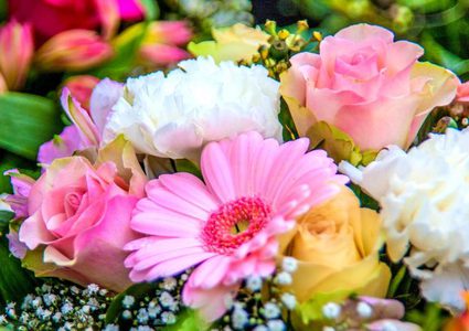 هل نحتاج  إلى وجود النباتات في المنزل ؟