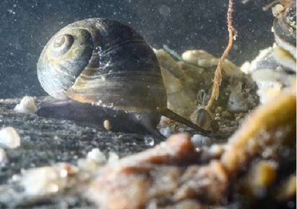 العثور على حلزون حي في يد طفل أمريكي