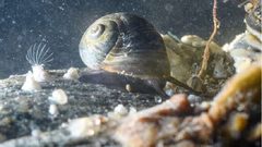 العثور على حلزون حي في يد طفل أمريكي