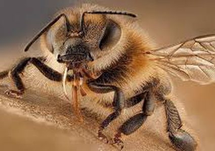 نحل في مصر يحمل خطراً غير متوقع
