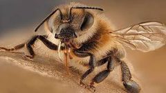 نحل في مصر يحمل خطراً غير متوقع