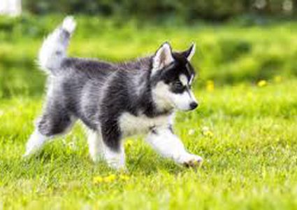 اكتشاف الفترة التي شهدت تطور صداقة الإنسان مع الكلاب