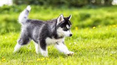 اكتشاف الفترة التي شهدت تطور صداقة الإنسان مع الكلاب