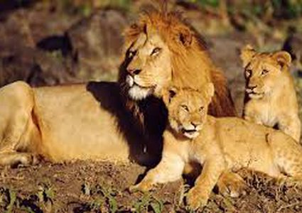 أسود غاصبة تلتهم صياد