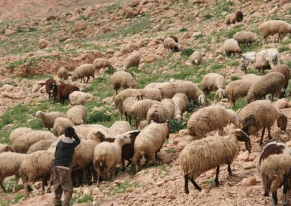 مستوطنون يسرقون عشرات الأغنام من عراق بورين