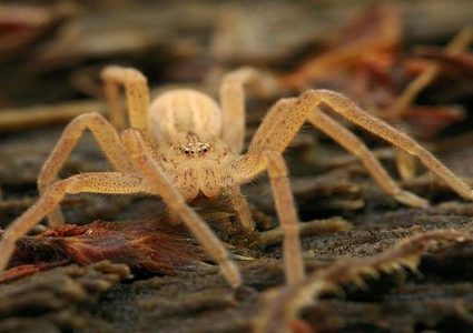 تعرف على أسرع مخلوق في العالم