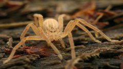 تعرف على أسرع مخلوق في العالم