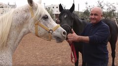 تربية الخيول العربية الأصيلة (فيديو)