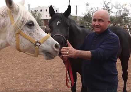 تربية الخيول العربية الأصيلة (فيديو)