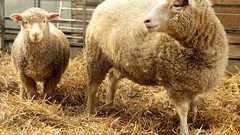 15 عاما مرت وما زال استنساخ دوللي مثيراً للجدل