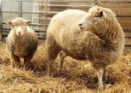 15 عاما مرت وما زال استنساخ دوللي مثيراً للجدل