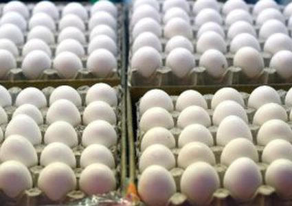 علماء يابانيون ينجحون فى استخدام البيض الأبيض لتوليد طاقة نظيفة