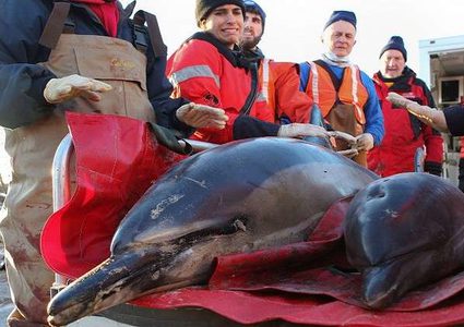 انتحار جماعي لـ"الدلافين"!