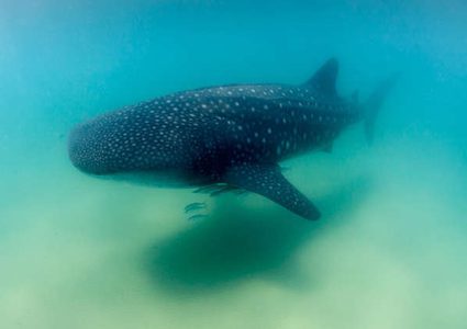 قرش نافق ينبئ قرويين في الفلبين بكارثة وشيكة