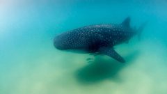 قرش نافق ينبئ قرويين في الفلبين بكارثة وشيكة