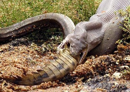 أفعى ضخمة جدا تبتلع تمساحا بعد معركة بينهما