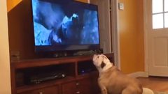 لقطة طريفة لكلب يحاول إنقاذ فنان عالمي من هجوم دب