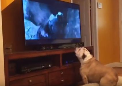 لقطة طريفة لكلب يحاول إنقاذ فنان عالمي من هجوم دب