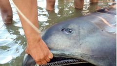 قرش ينبئ قرويين في الفلبين بكارثة وشيكة