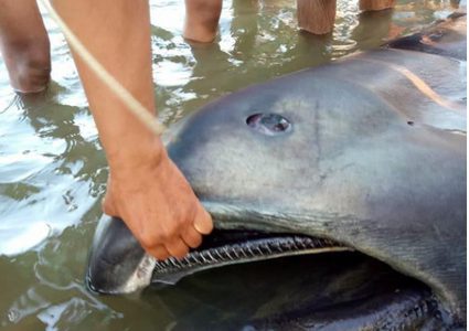 قرش ينبئ قرويين في الفلبين بكارثة وشيكة