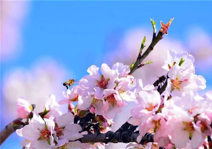 الذهب الأخضر... هل مكانه الأسواق أم الصيدليات؟