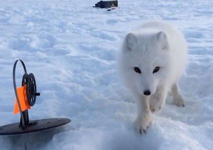 فيديو طريف لثعلب يسرق سمكة ويدعو صديقه عليها !